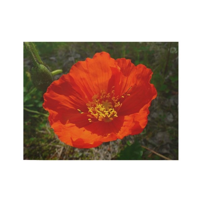 Alaskan Red Poppy Colourful Flower Wood Poster (Front)