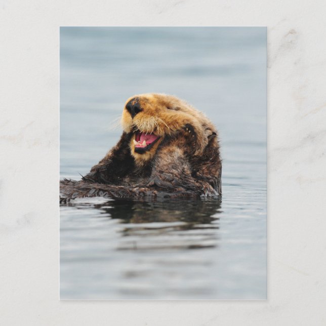 Alaskan Sea Otter Postcard (Front)