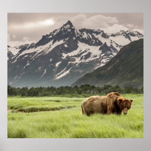 Alaskan shores, grizzly bear poster