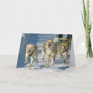 Alaskan Sled Dog Blank Greeting Card