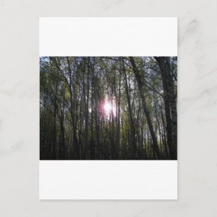 Alaskan Sun Postcard