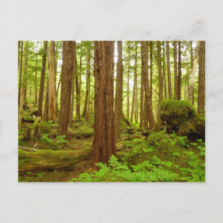 Alaskan Temperate Rainforest Postcard