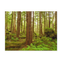 Alaskan Temperate Rainforest