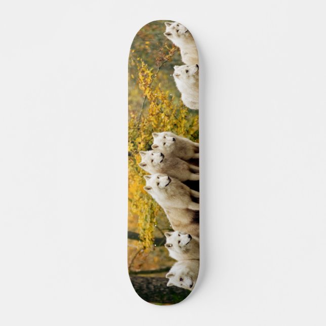 Alaskan White Wolves in the forest Skateboard (Front)
