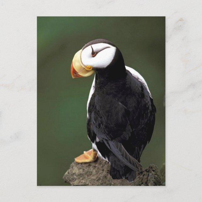 Alaskan Wildlife Postcard (Front)