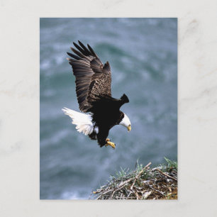 Alaskan Wildlife Postcard