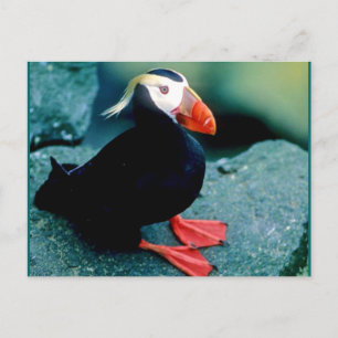 Alaskan Wildlife Postcard