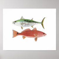 Albacore & Redfish Artwork
