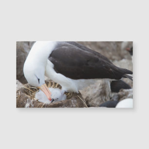 Albatross with a chick