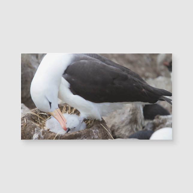 Albatross with a chick (Front)