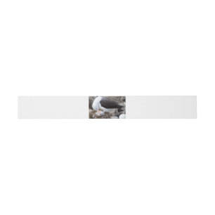 Albatross with a chick invitation belly band