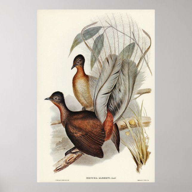 Albert Lyre-Bird (Menura Alberti) illustrated by E Poster (Front)