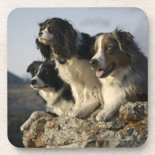 Alberta, Canada 2 Coaster