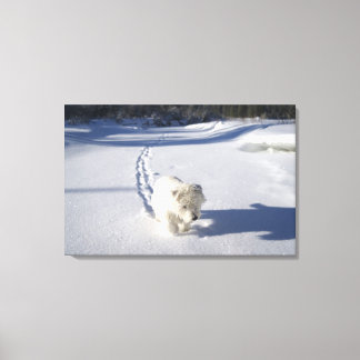 Alberta, Canada Canvas Print