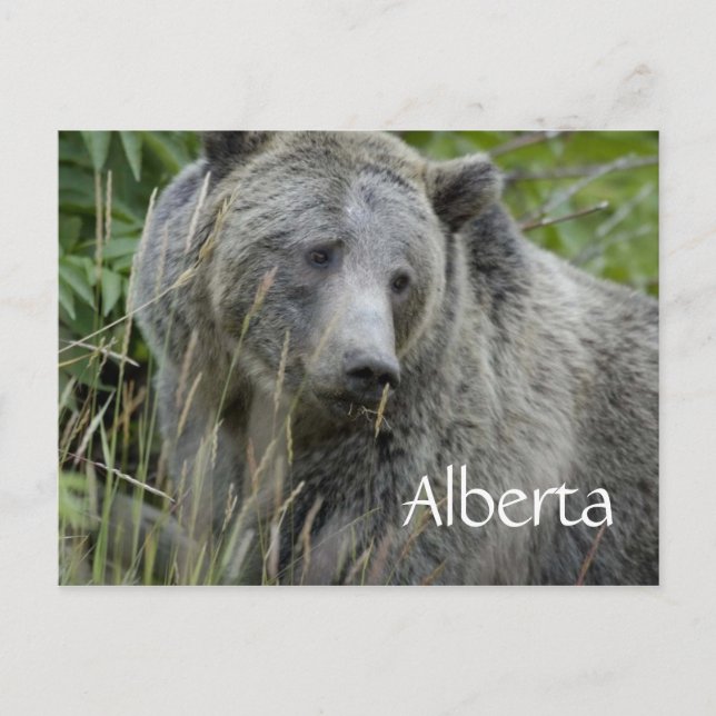 Alberta grizzly bear postcard (Front)