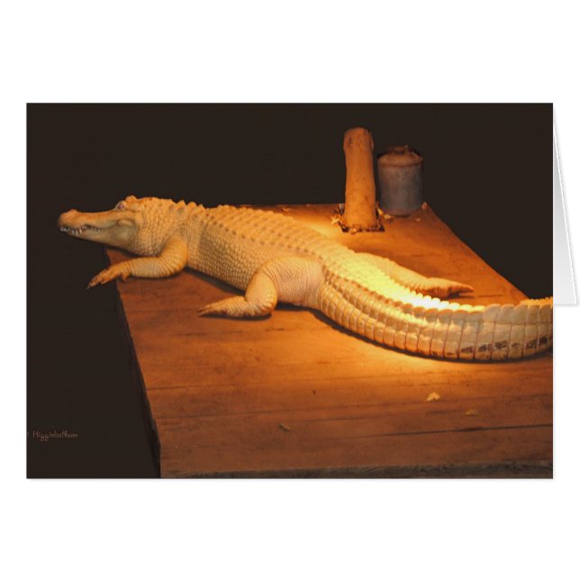 Albino Alligator (Front Horizontal)