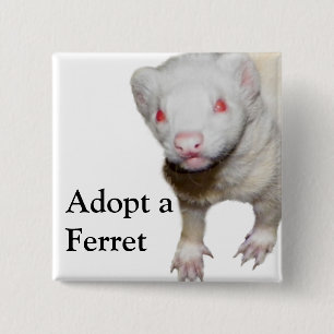 Albino Ferret Picture 15 Cm Square Badge