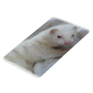 Albino Ferret Picture Magnet