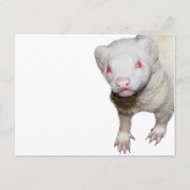 Albino Ferret Picture Postcard (Front)