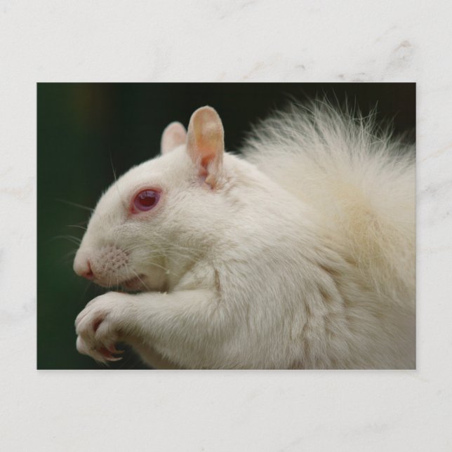 Albino Grey Squirrel Postcard (Front)