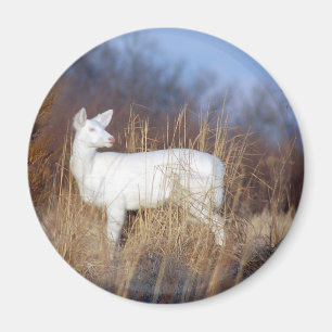albino magnet