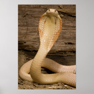 Albino Monacled Cobra, Naja kaouthia, coiled Poster