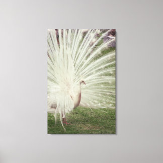 Albino peacock canvas print