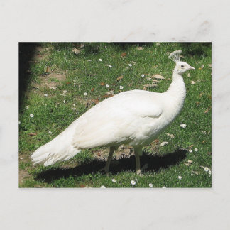 Albino Peacock, Castello di Querceto, Italy Postcard