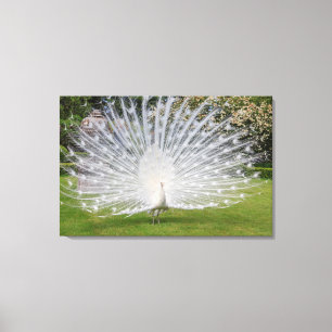 Albino Peacock Displays Feathers Canvas Print