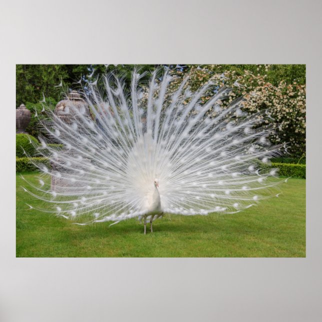 Albino Peacock Displays Feathers Poster (Front)