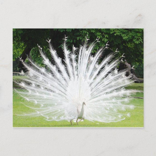 Albino-Peacock Postcard (Front)