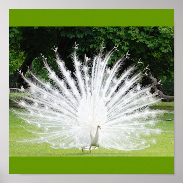 Albino-Peacock Poster (Front)