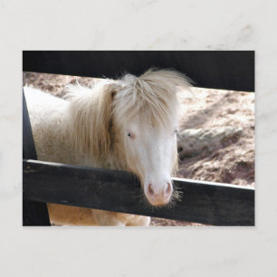 Albino pony postcard