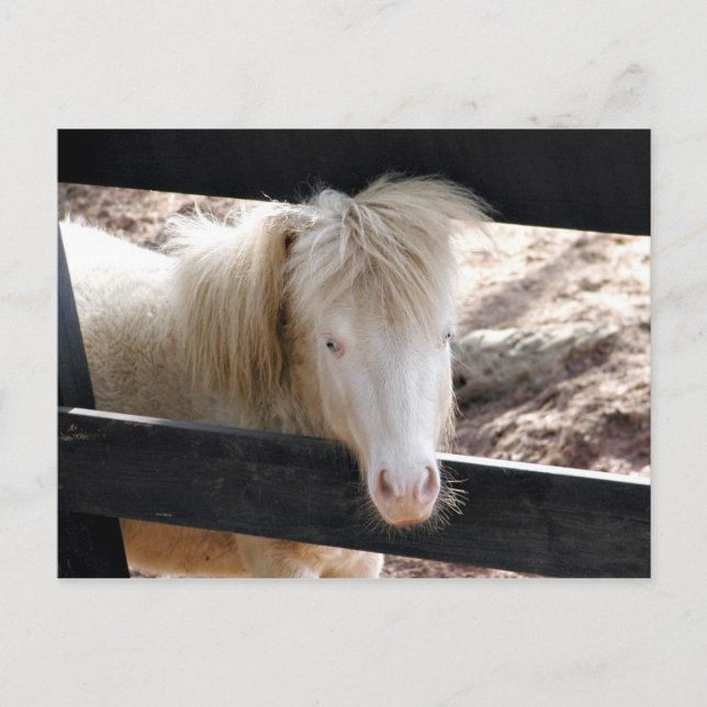 Albino pony postcard (Front)