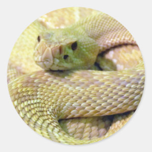 Albino Rattlesnake Stickers