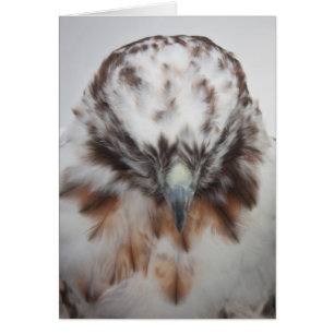 Albino Red-tailed Hawk