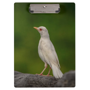 Albino Robin in Crown Point Clipboard