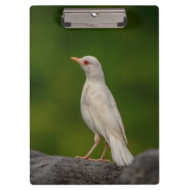Albino Robin in Crown Point Clipboard (Front)