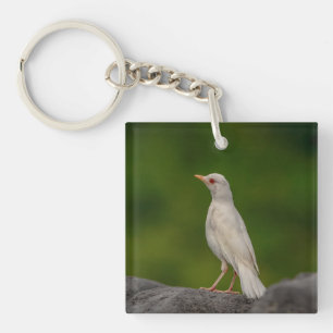 Albino Robin in Crown Point Key Ring