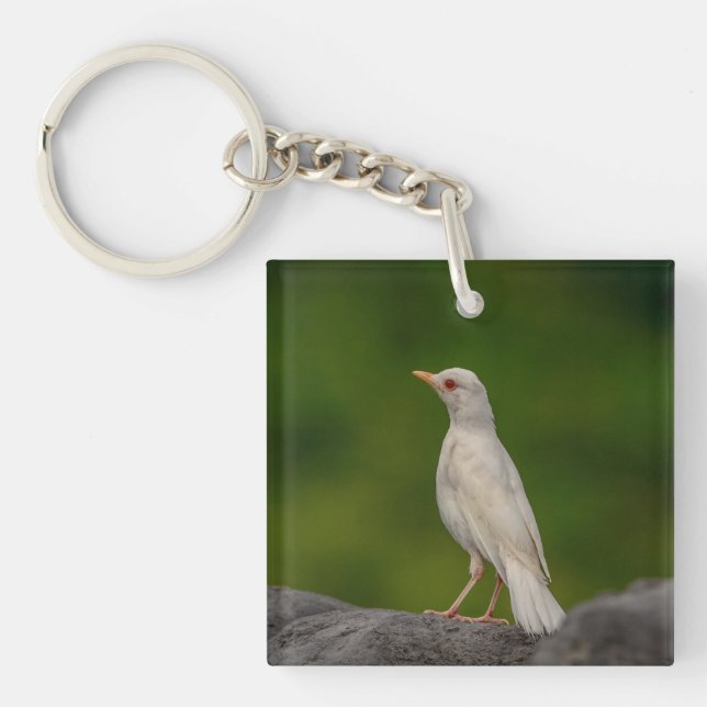Albino Robin in Crown Point Key Ring (Front)