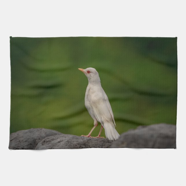 Albino Robin in Crown Point Tea Towel (Horizontal)