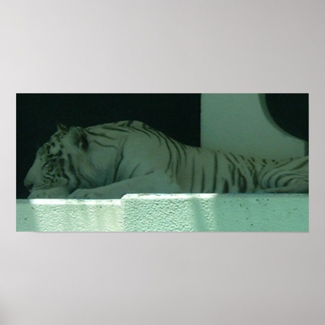 Albino Tiger Poster (Front)