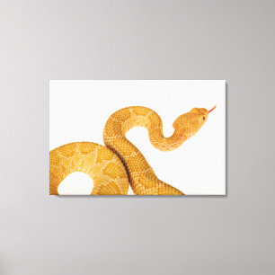 Albino Western diamondback rattlesnake (Crotalus A Canvas Print