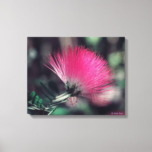 Albizia julibrissin(Persian silk tree) Canvas Print (Front)