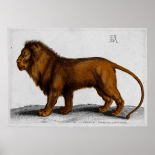 Albrecht Durer Colour Engraving Lion Poster