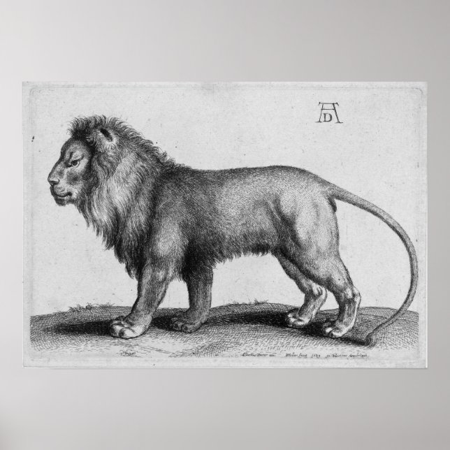 Albrecht Durer Engraving Lion Poster (Front)