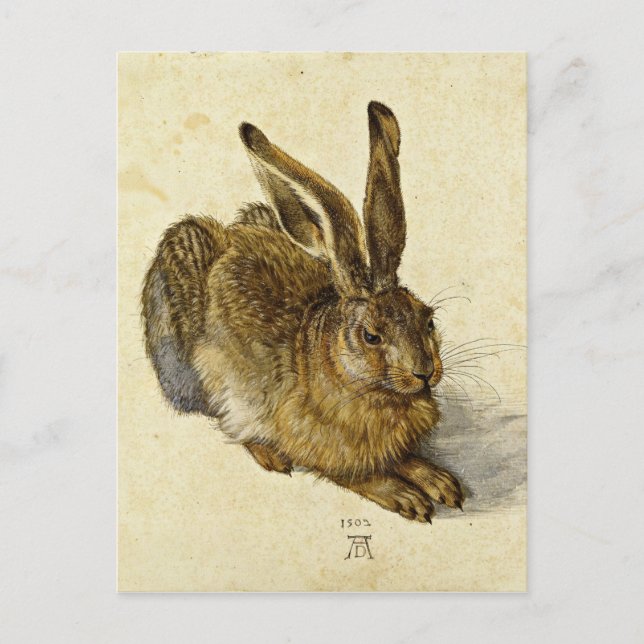 Albrecht Durer - Hare (1502) Postcard (Front)
