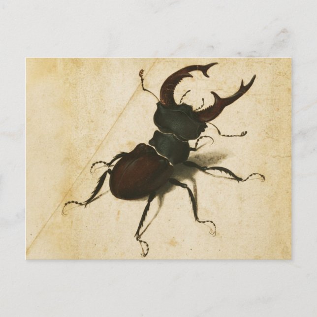 Albrecht Durer Stag Beetle Renaissance Vintage Art Postcard (Front)