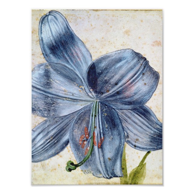Albrecht Durer - Study Of A Lily Photo Print (Front)