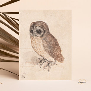 Albrecht Durer The Little Owl Art Postcard